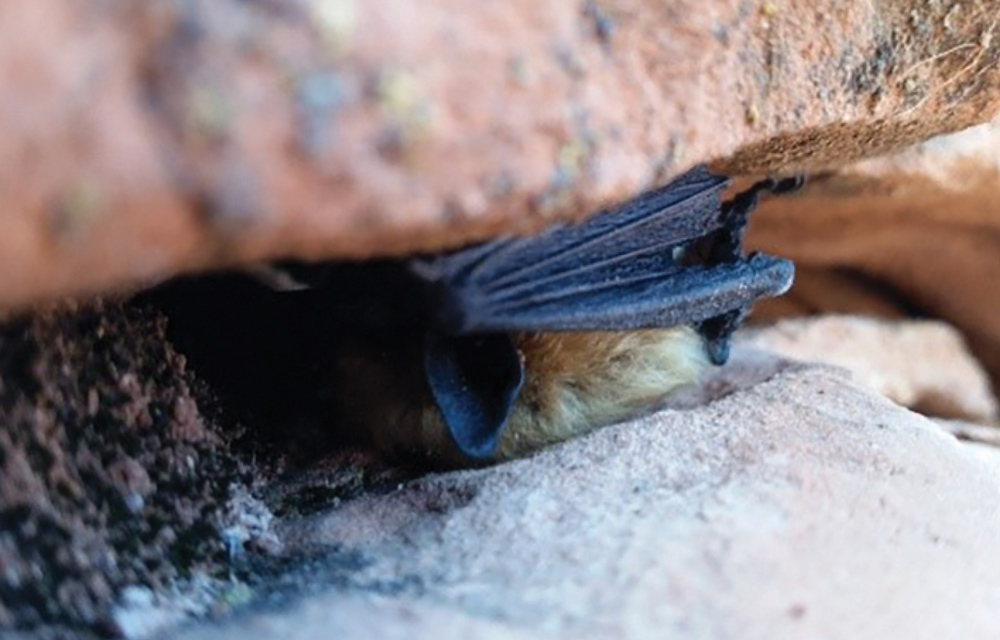 bat in cracks and crevices of a cliff face