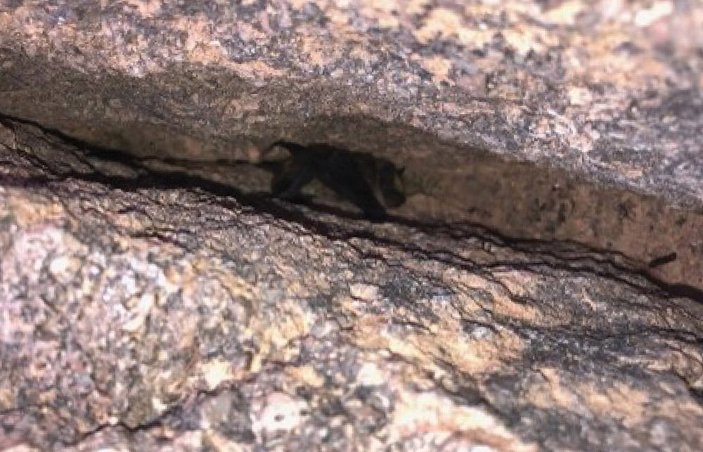 bat in cracks and crevices of a cliff face