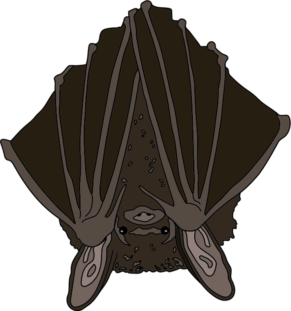 digital illustration of a bat hanging upside down