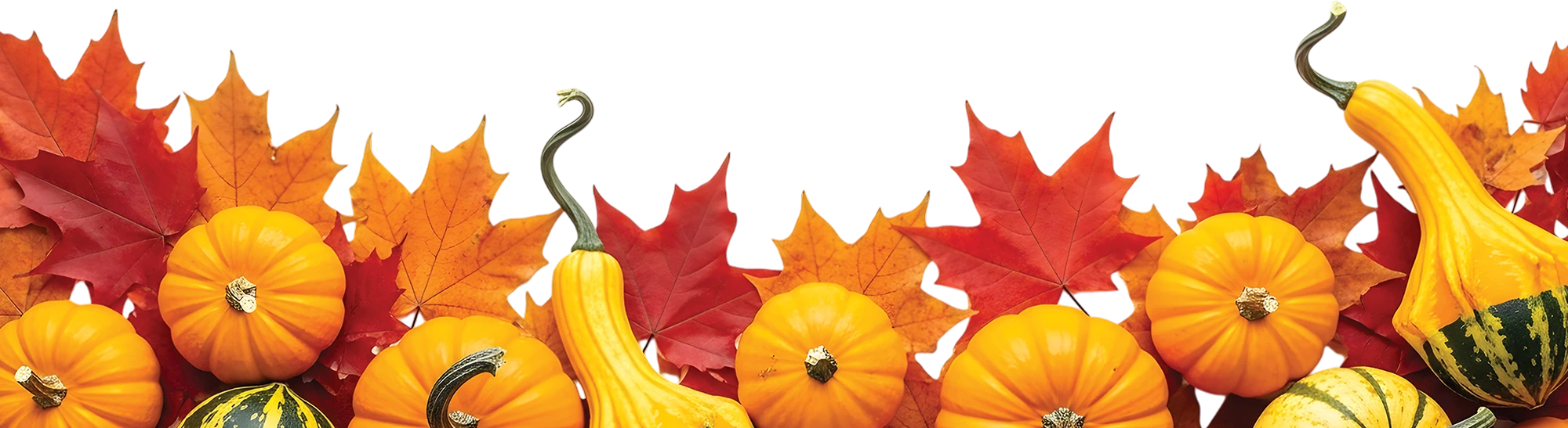 A horizontal border featuring an assortment of bright orange pumpkins, yellow gourds, and vibrant autumn maple leaves.
